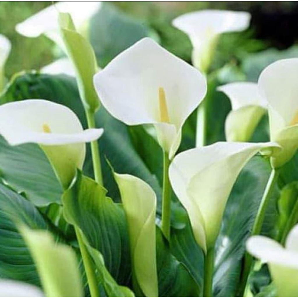 tanaman hias hidup bunga calla lily // tanaman bunga calla lily