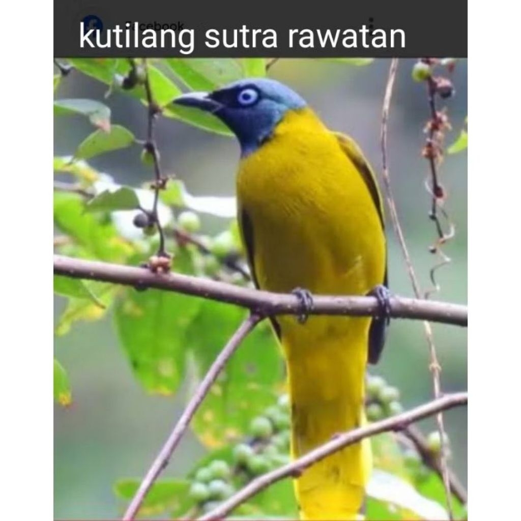 kutilang sutra pilihan istimewa