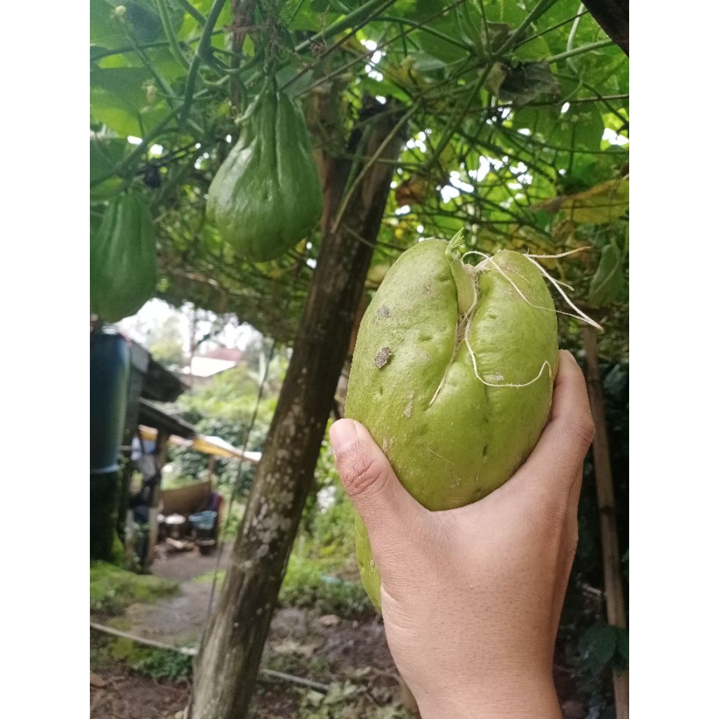 

bibit labu Siam jumbo / waluh cina