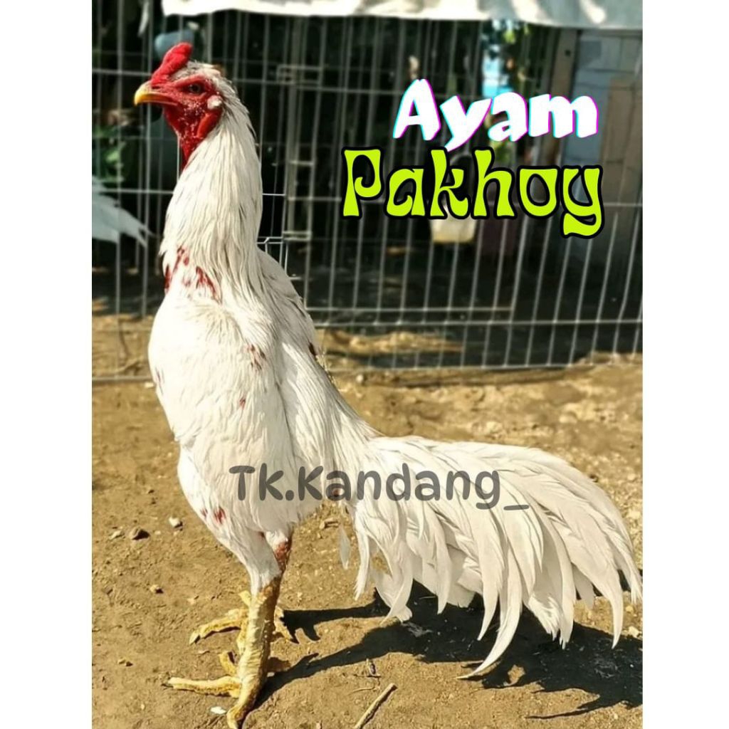 

telur ayam pakhoy orithailand drumband full brakot brutal ( produk ini terlaris )