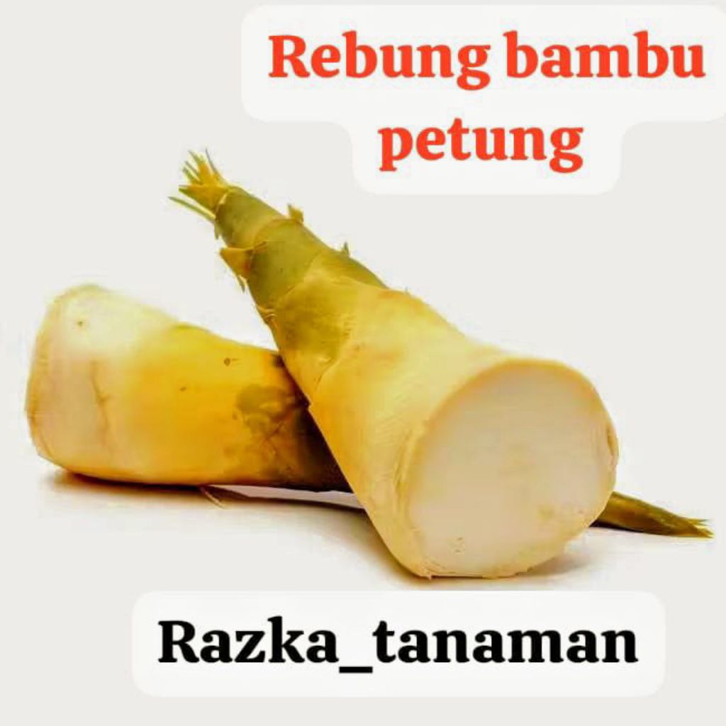 

rebung bambu petung 1kg rebung bambu