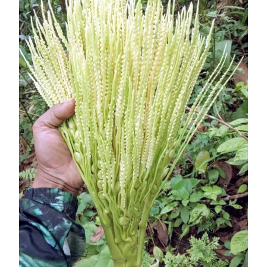 

bunga pinang bunga jambe segar 500 gram