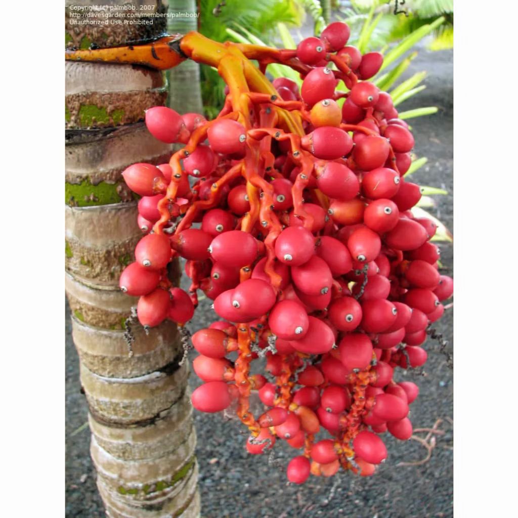 

buah pinang merah buah pinang Rene buah mini