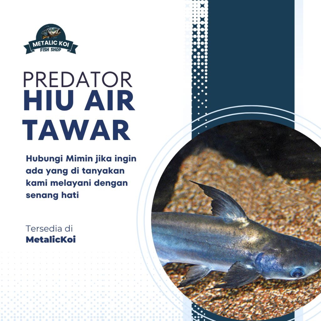 Ready Hiu Air Tawar size 8-10CM (  Aksesoris Aquarium  )