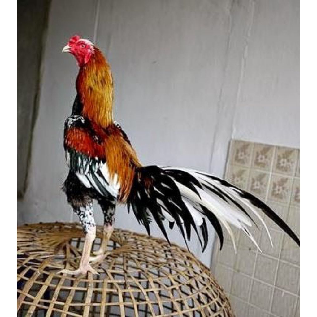 

paket hemat 3 telur ayam Bangkok blorok madu fertil siap buat ditetaskan