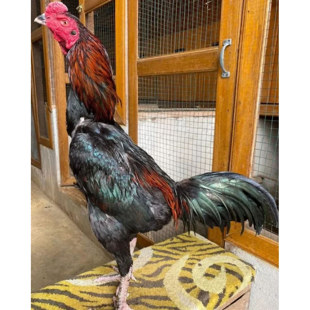 

paket hemat 3 telur ayam pakhoy drumband fertil siap buat ditetaskan