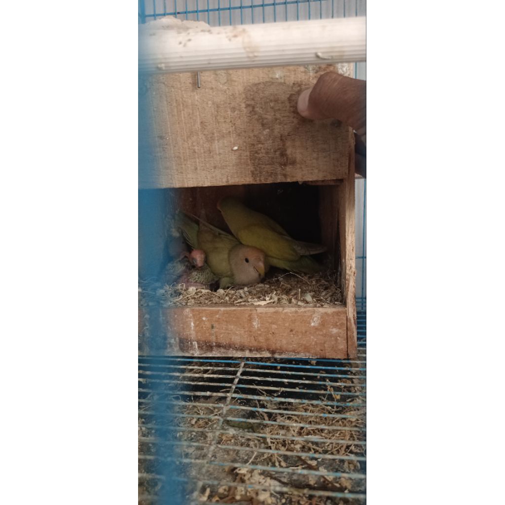 Lovebird Non Klep