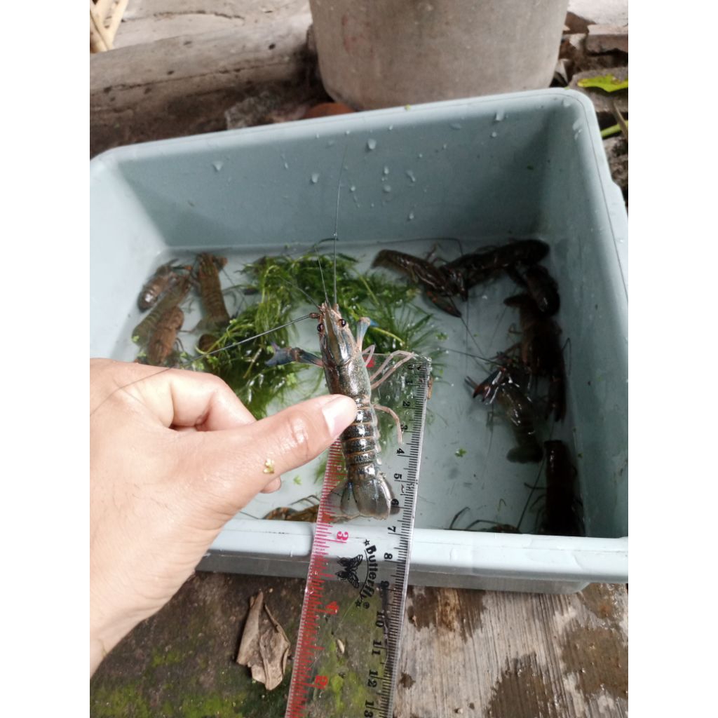 

bibit lobster 2 inch