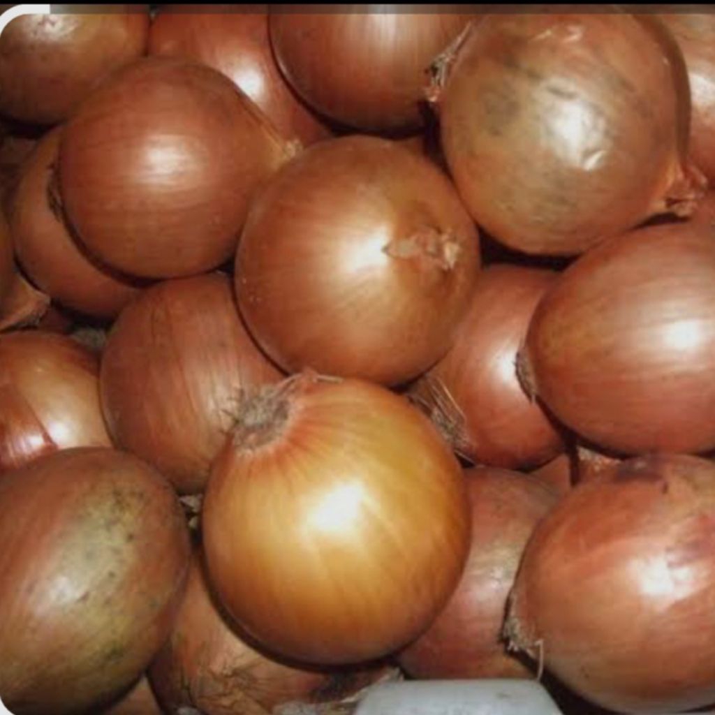 

Bawang Bombay Super 500gr/250gr Bawang Bombay Murah