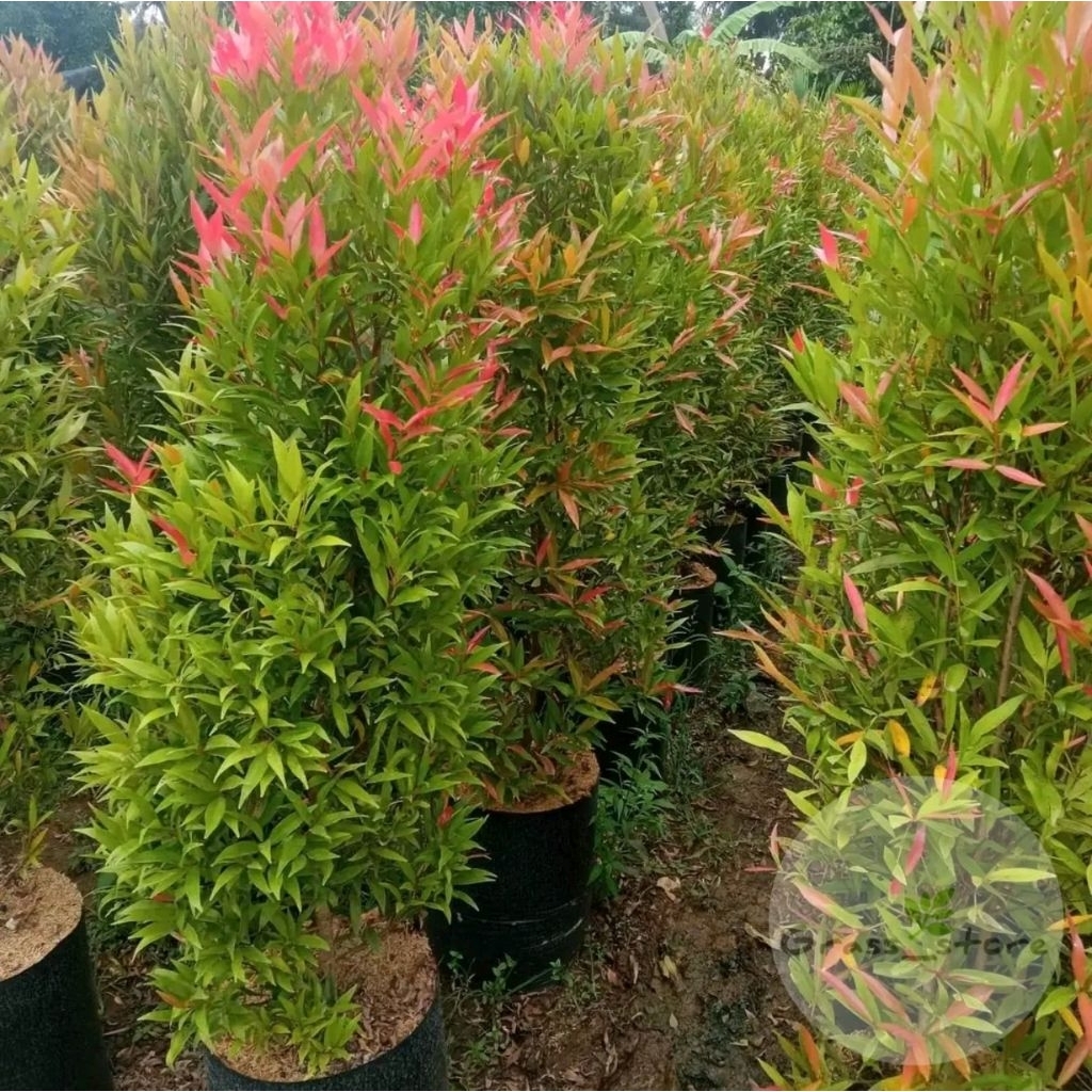 tanaman pucuk merah uk. 1,5 meter - pucuk merah hias