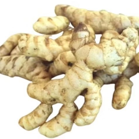 

kunyit putih segar,/temu putih segar 1,5 kg.