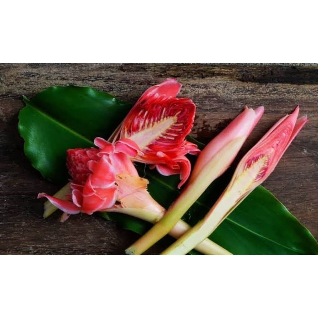 

bunga kecombrang segar langsung petik