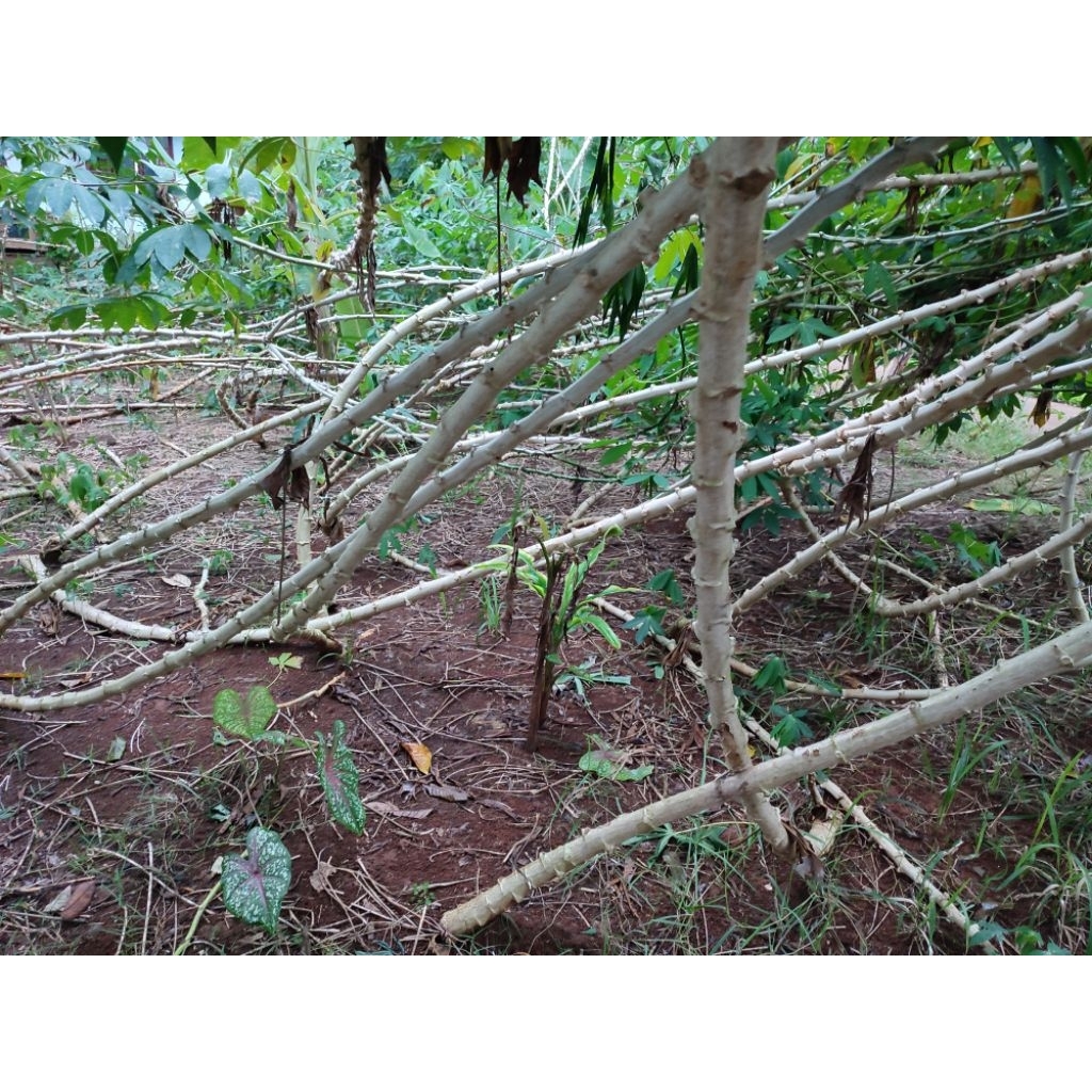 

tangkal singkong tangkal sampe pulen enak 30senti satu iket 5 biji