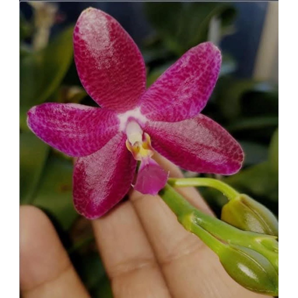 Phalaenopsis mok Choi yew ( violacea x gegantea)