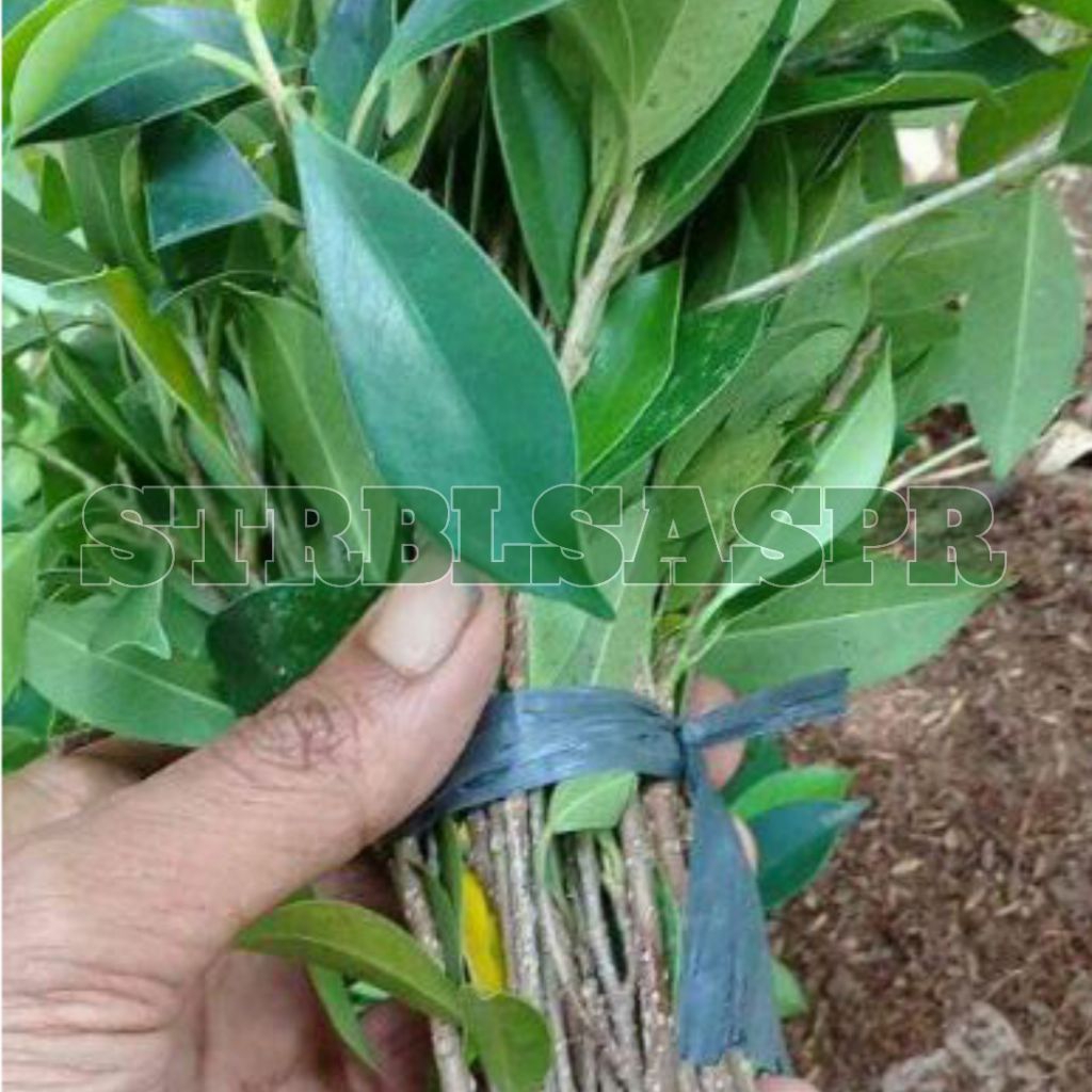 Stek Kimeng 50 Batang Plus Bonus_ Kimeng Murah