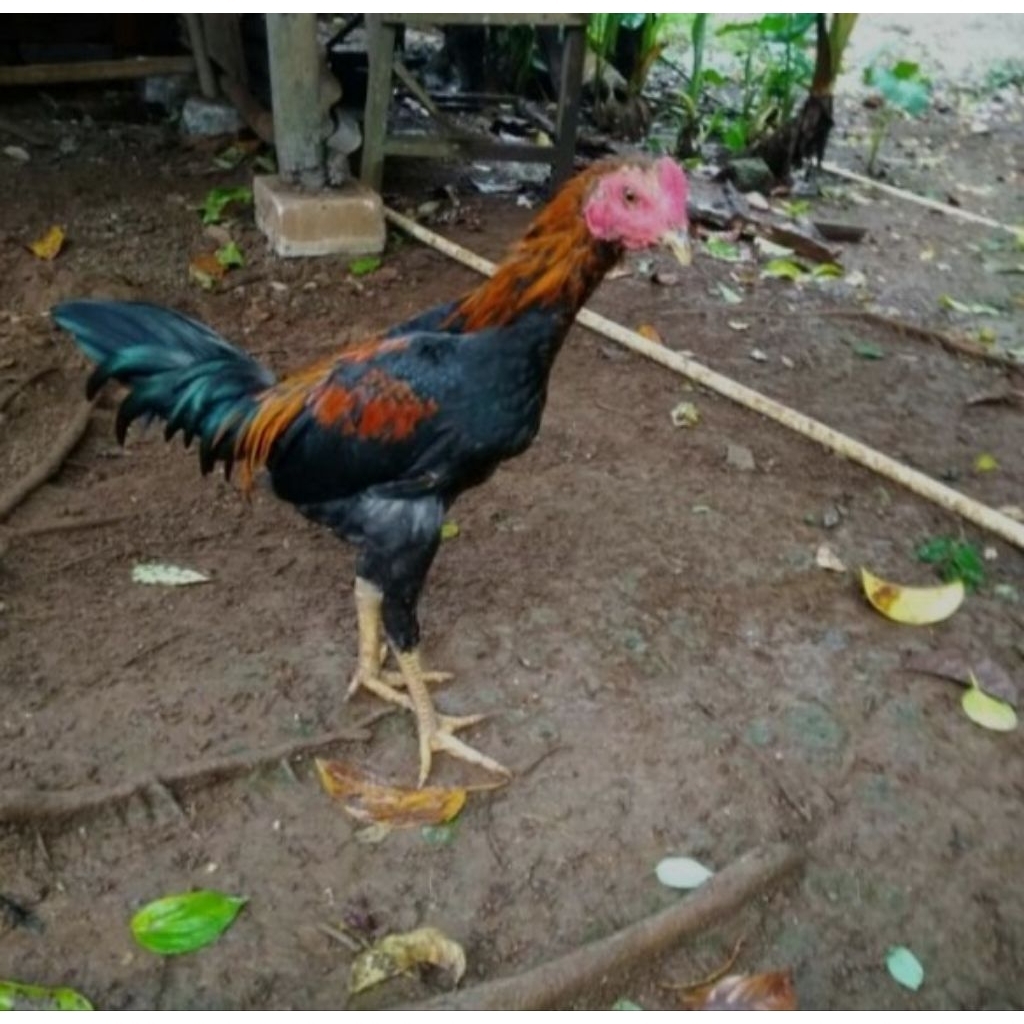 

Ayam Kampung Asli Jago Muda 1.8- 2kg
