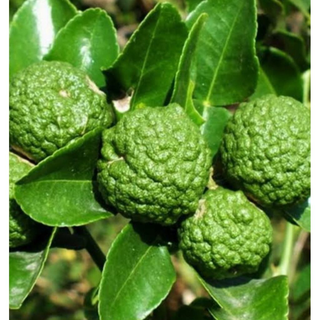 

JERUK PURUT SEGAR / BUAH / HERBAL /BUMBU DAPUR. Harga per biji
