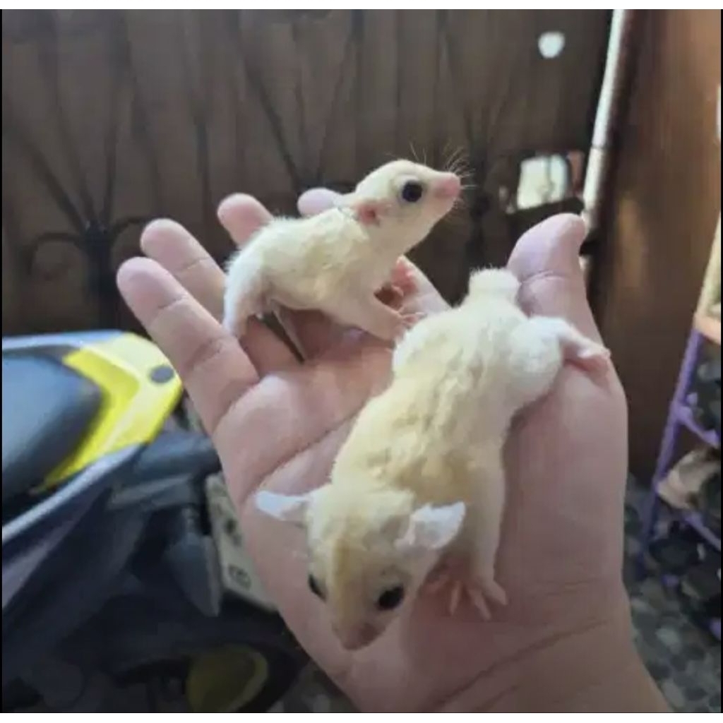 Sugar Glider Leucistic Joey Sepasang Jinak Aktif Lincah Siap Kirim Anak Asli Teman Hewan Peliharaan 