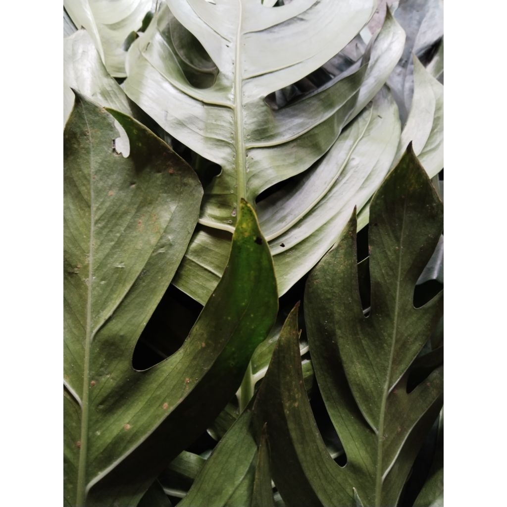 

daun ekor naga segar 500gram