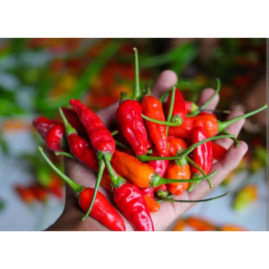 

cengek merah / cabe ori 500gr s/d 5kg