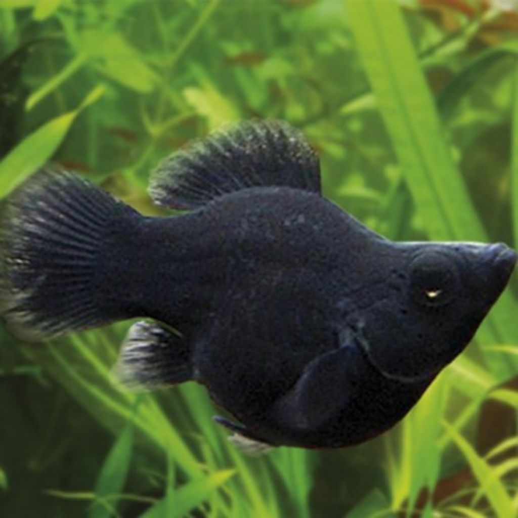Black molly balon indukan muda