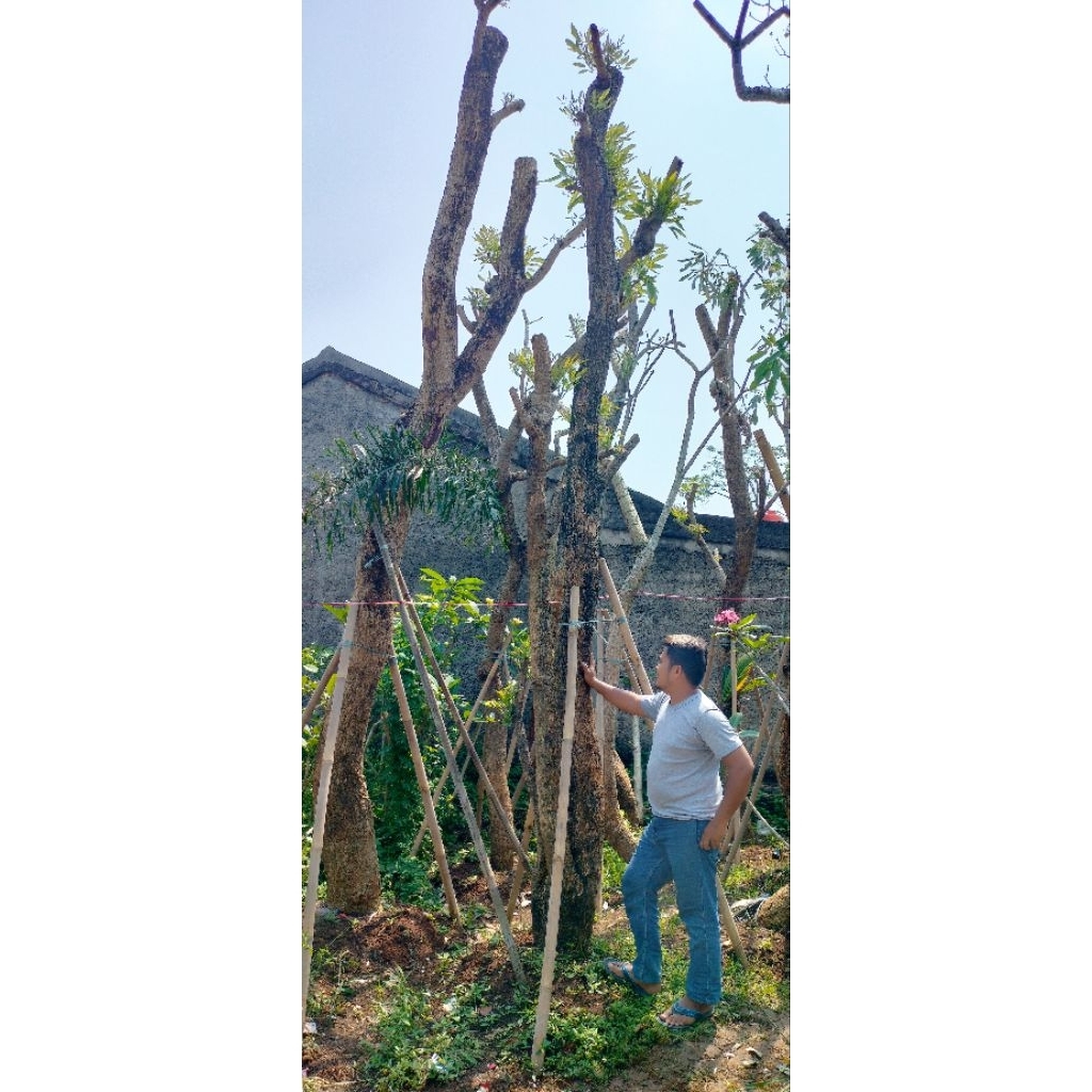pohon tabebuya bunga kuning batang besar