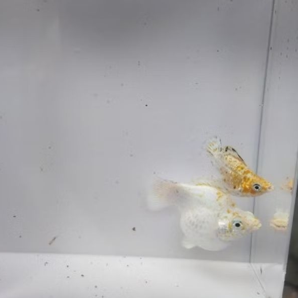 ikan molly sakura size indukan 1 pasang