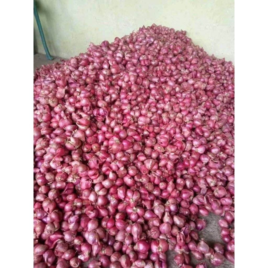 

bawang merah tanggung merah merona 29 kg