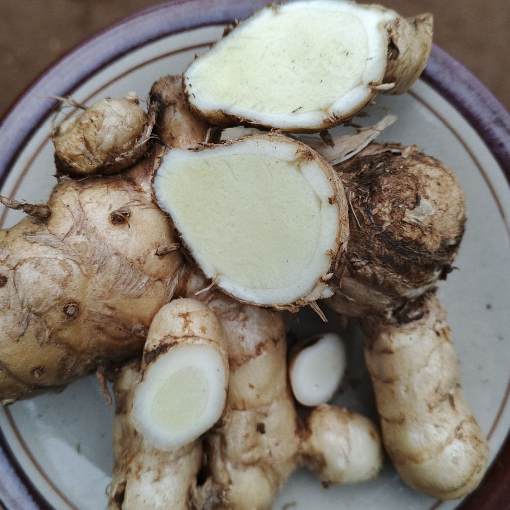 

Harga promo kunyit putih segar 250 gram