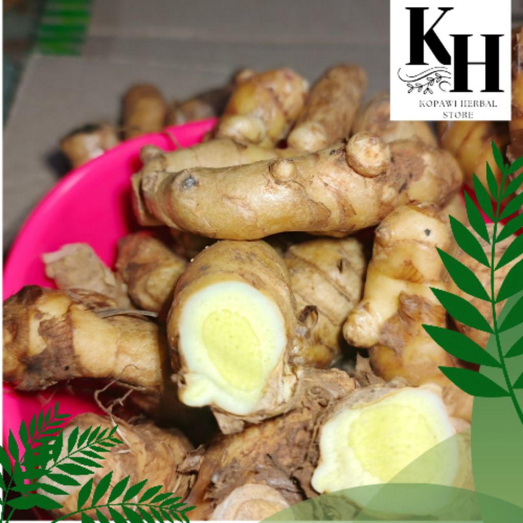 

kunyit putih temu putih segar 5kg