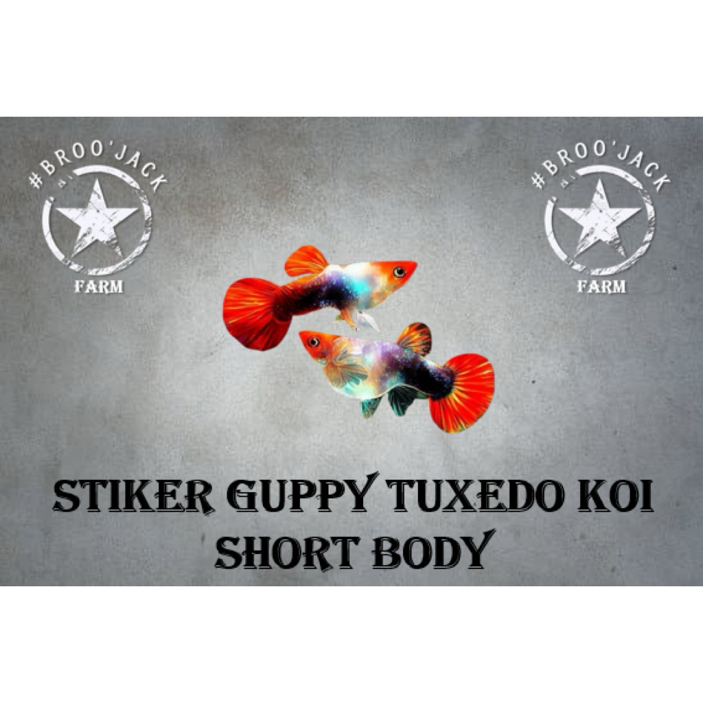 Guppy Tuxedo Koi Short Body