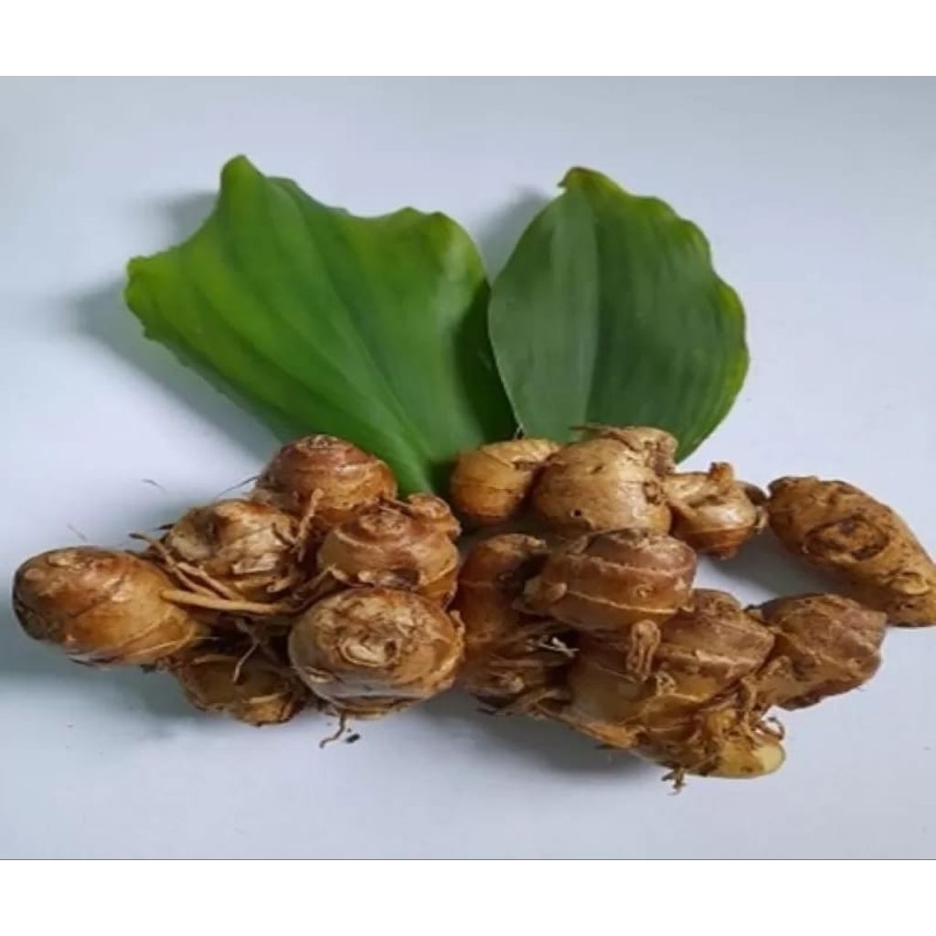 

kencur 1kg untuk seblak