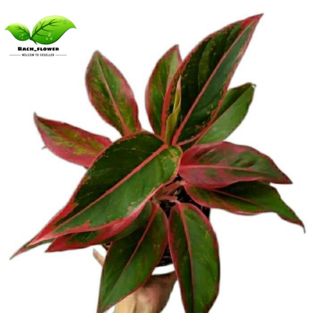 Tanaman hias Aglonema Lipstik Siam Aurora - Aglonema Siam Aurora