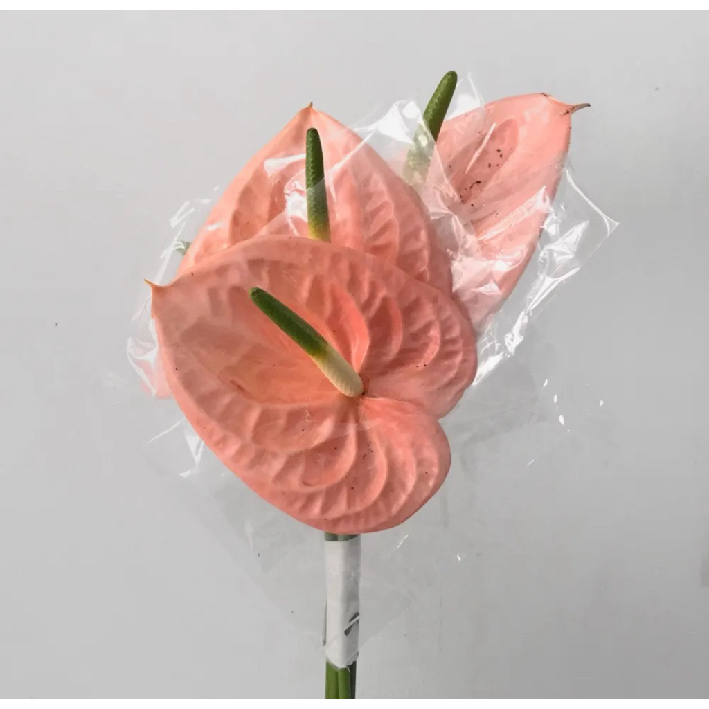 Bunga Anthurium Pink