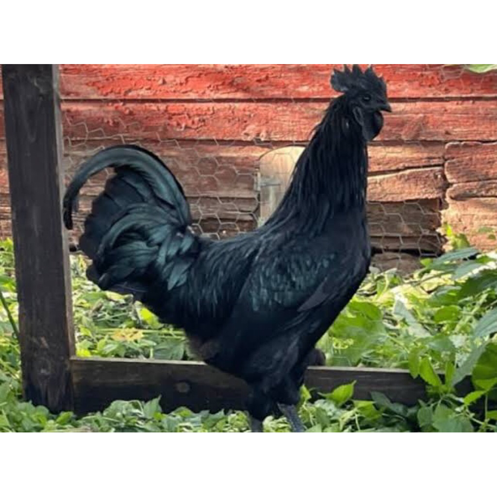 ayam cemani pilihan dewasa asli dijamin
