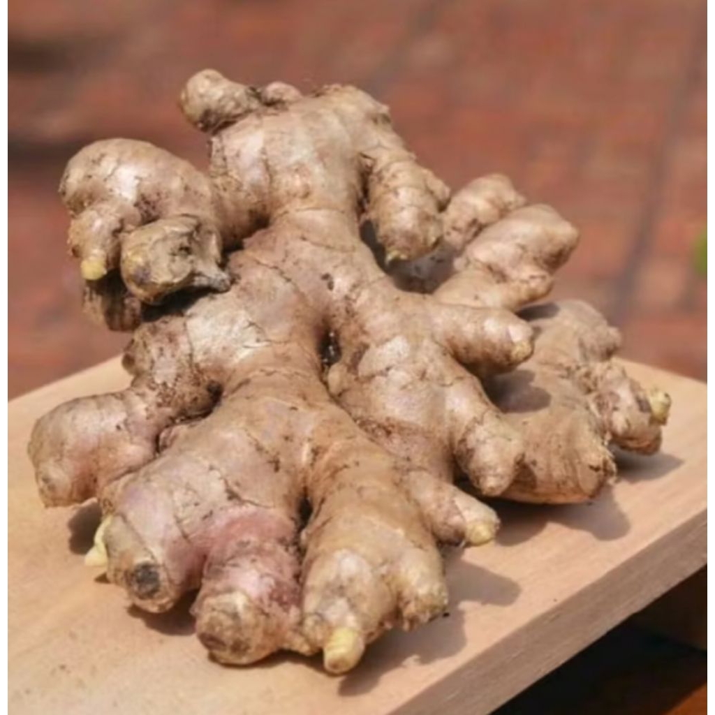 

Jahe Gajah Segar Jahe Putih Kualitas Super