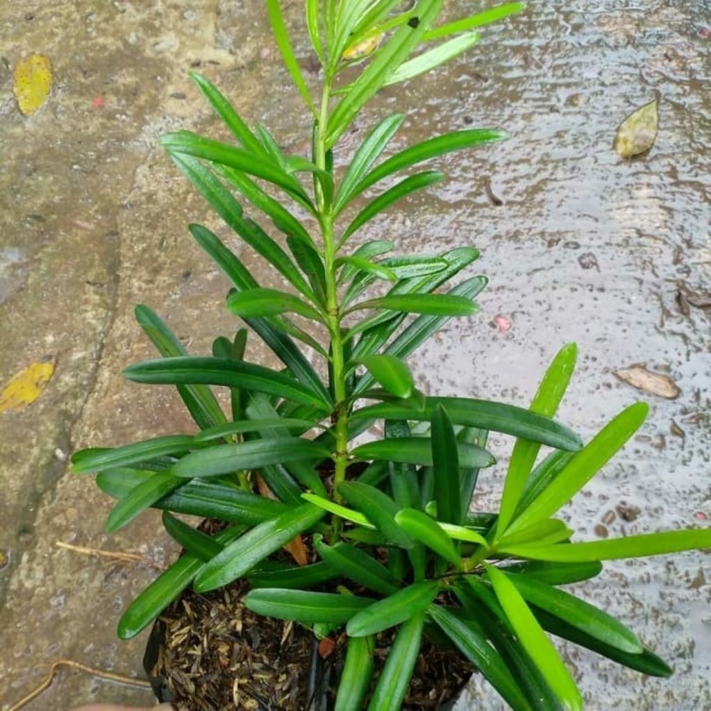 Tanaman Hias Lohansung Lidah Burung - Bibit Bonsai Lohansung- Pohon Lohansung