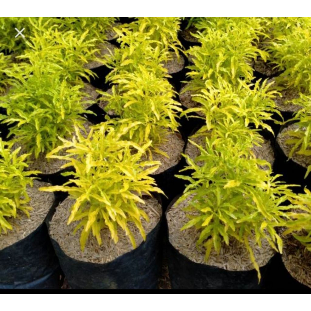 

phon hias brokoli kuning