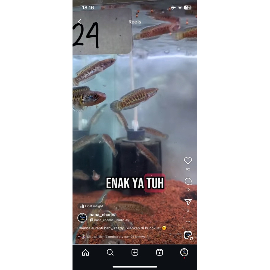 BABY CHANNA AURANTI 5-7 PATUNG