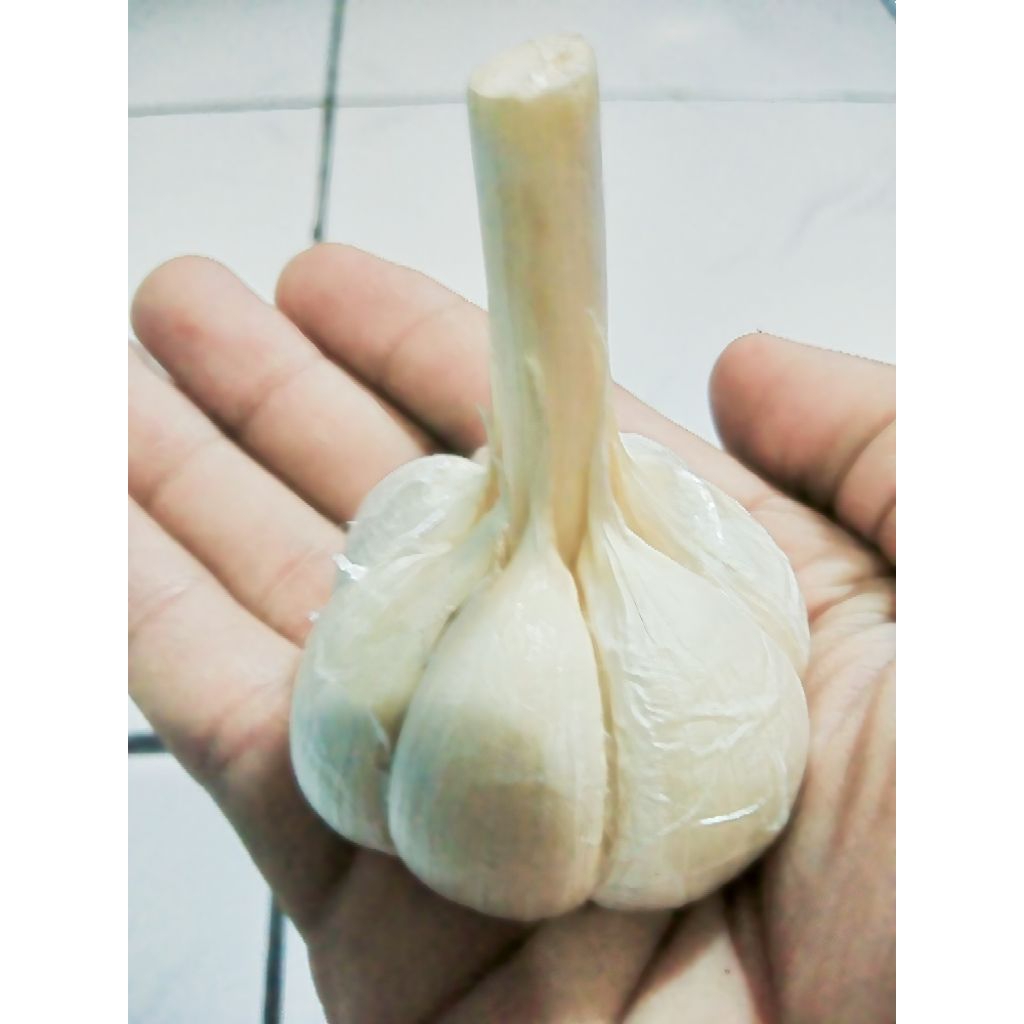 

Bawang Putih Kating Bonggol Utuh 1000gr. Aroma Terjaga Tersedia Harga Grosir Untuk dijual lagi