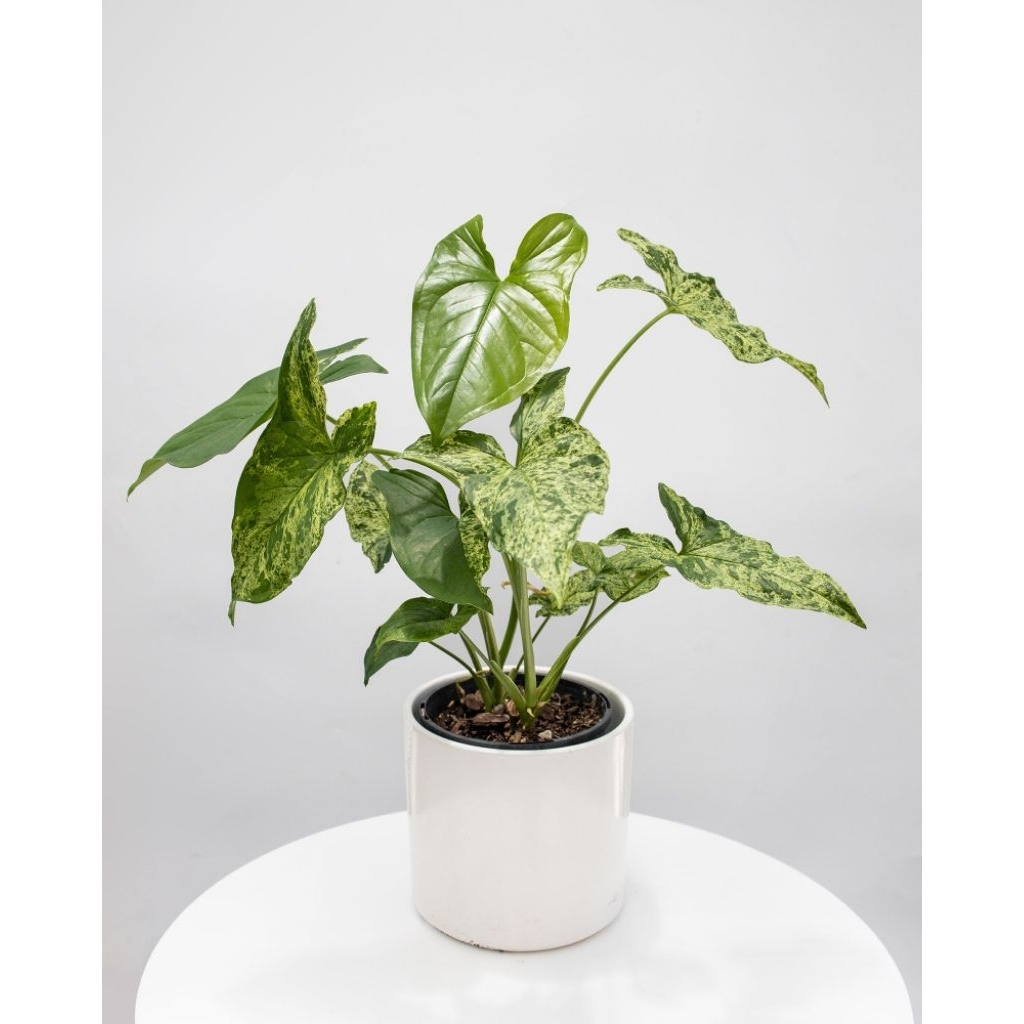 Tanaman Syngonium Mojito/Singonium Mojito