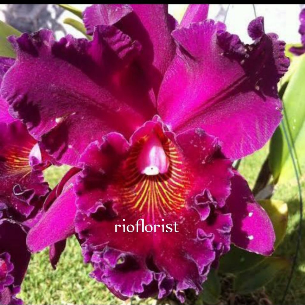 anggrek Cattleya blc edistro new berry
