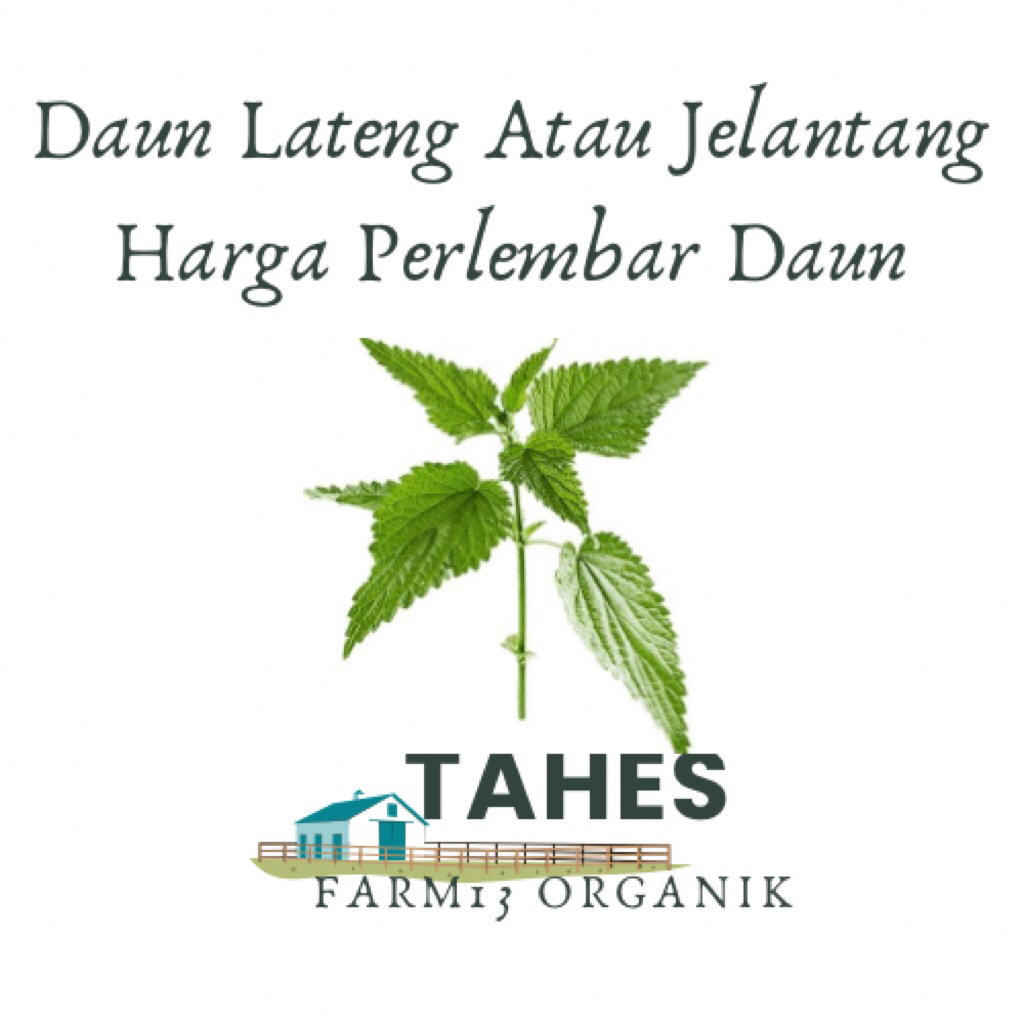 

Daun lateng Daun Jelantang Harga Perlembar Daun Fresh Dipetik Ketika Diorder