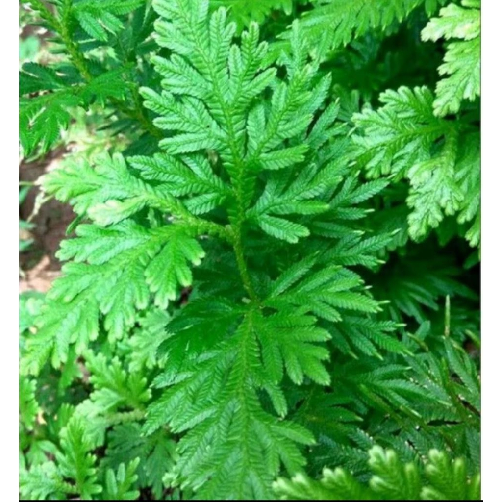 

Daun ceker ayam segar 250g Rp:8000