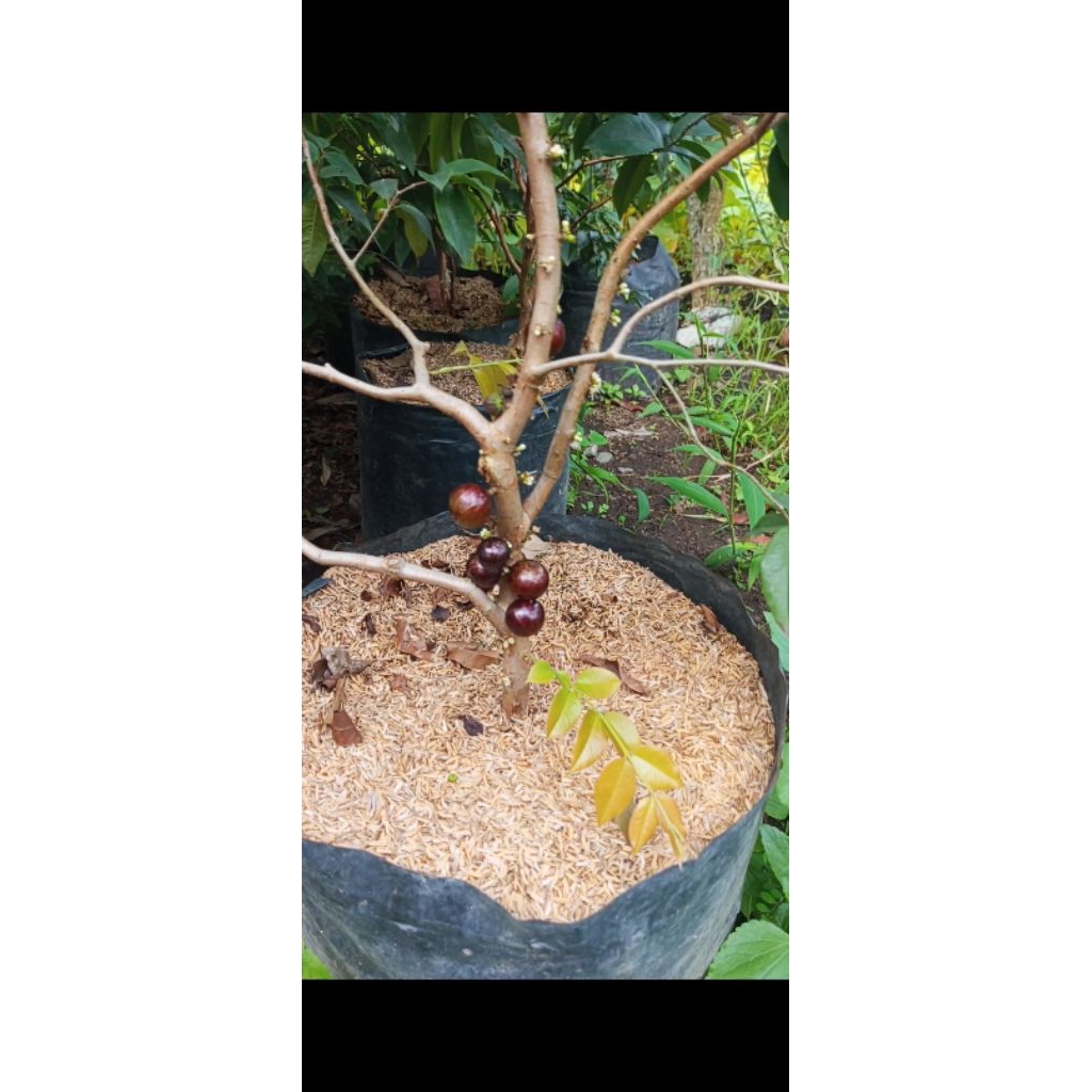 

Bibit Buah | Anggur Pohon HARAP BACA DESKRIPSI !!