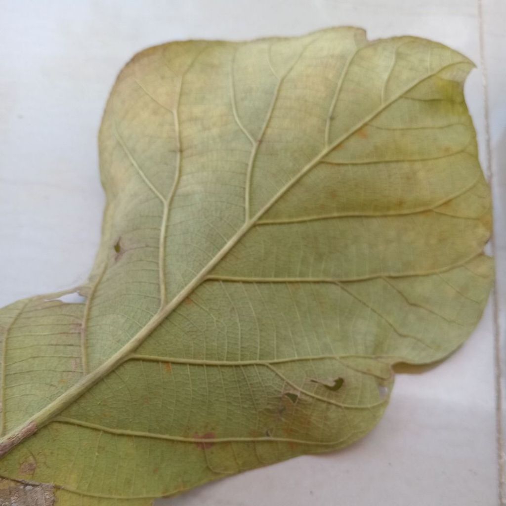 

guguran daun jati fress 500gr