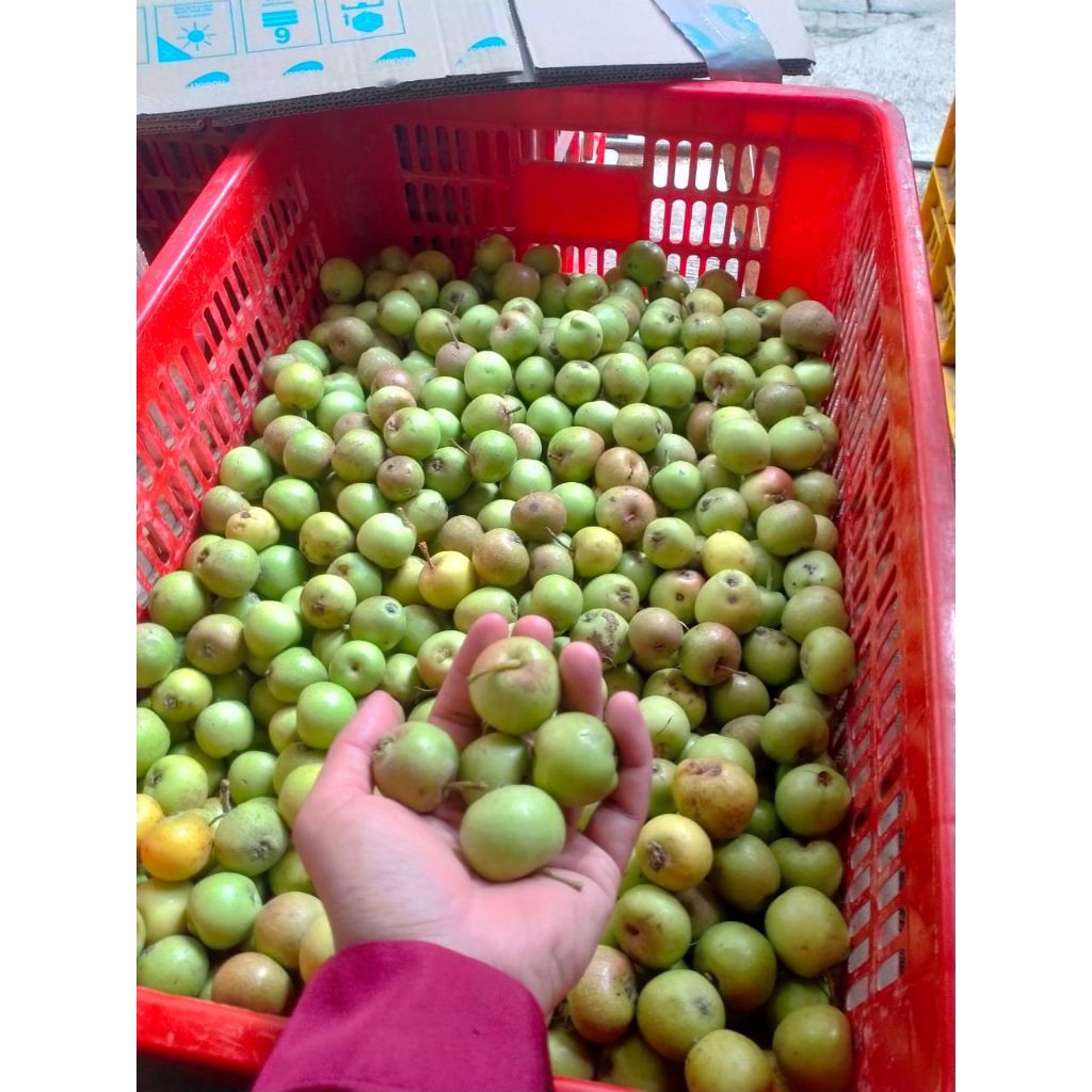 

Buah Apel batu manalagi SUPER MINI 1 kg