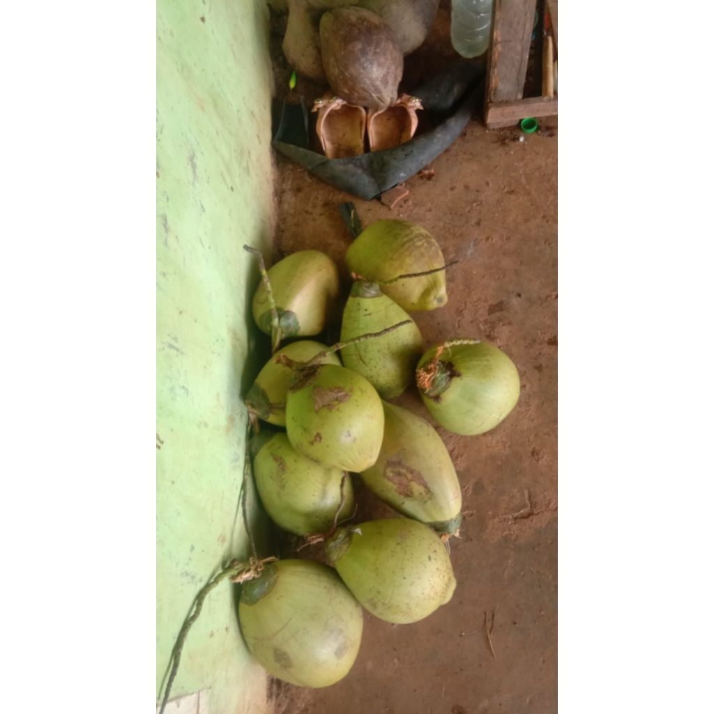 

kelapa tua bumbu