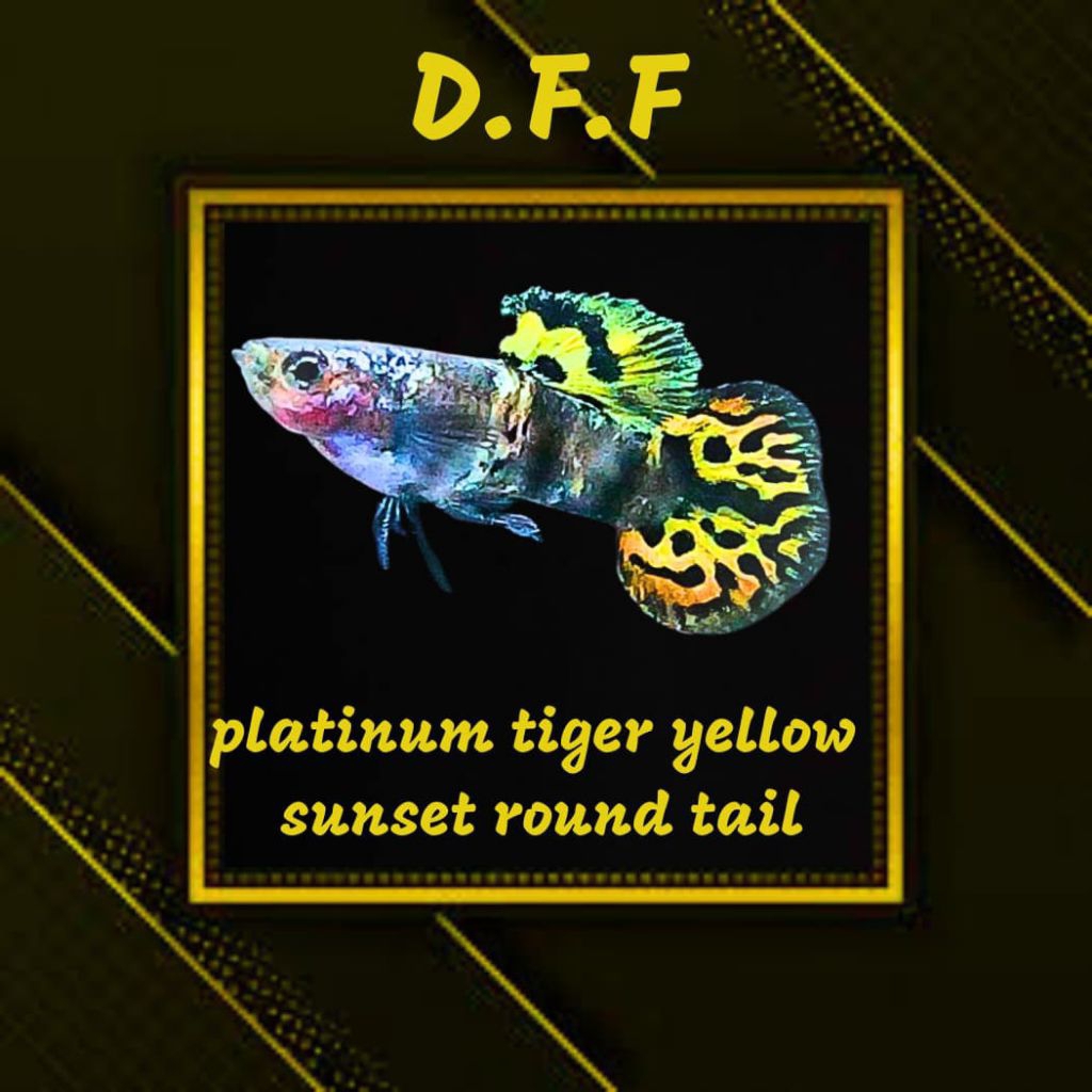 

BOX STEROFOAM PLATINUM TIG3R YELLOW SUNSET RT