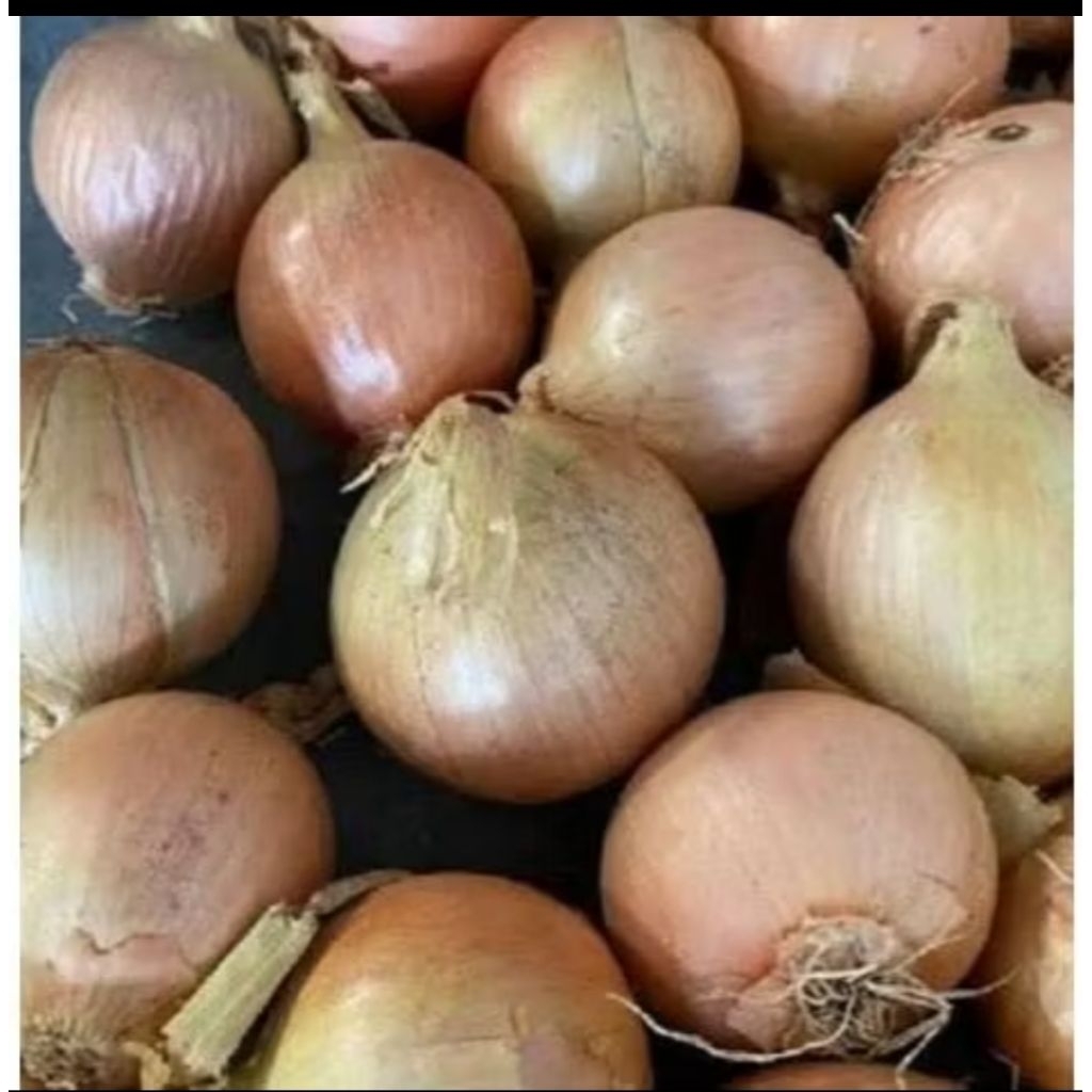 

bawang bombay bawang segar